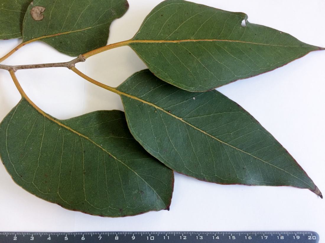 Leaves of a gum tree