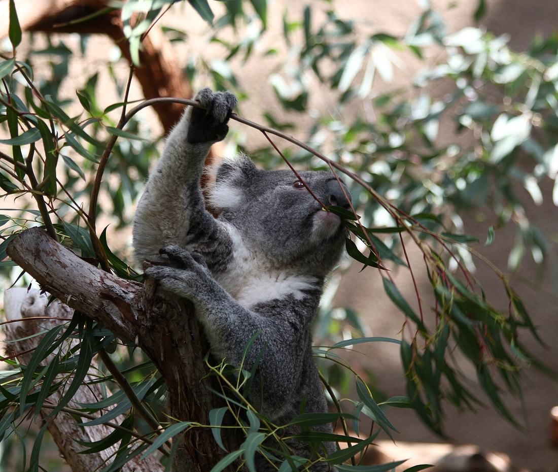 A koala eating leaves in a gum tree