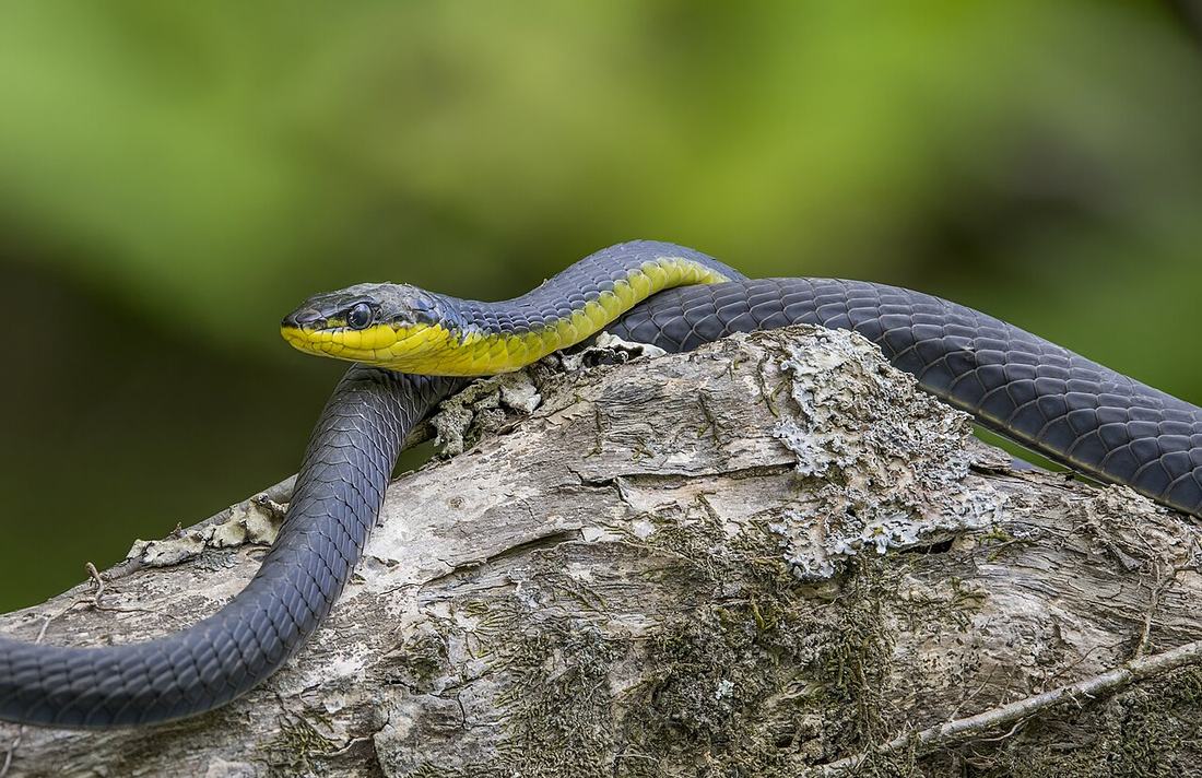 A common tree snake in the Daintree rainforest
