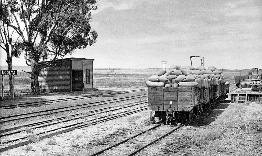 Grain wagons at a South Australian railway station in 1953