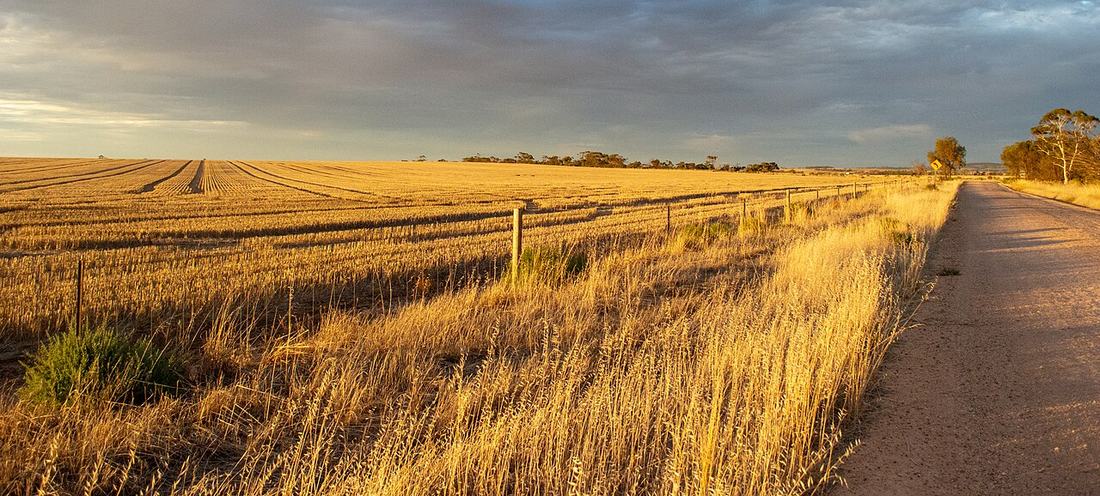 A wheat field and farm track in golden light