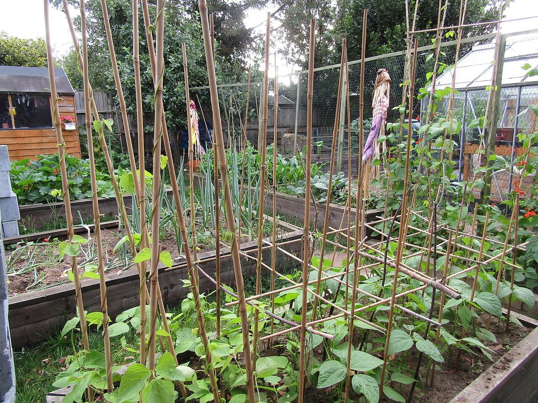 Raised vegetable beds in a community garden