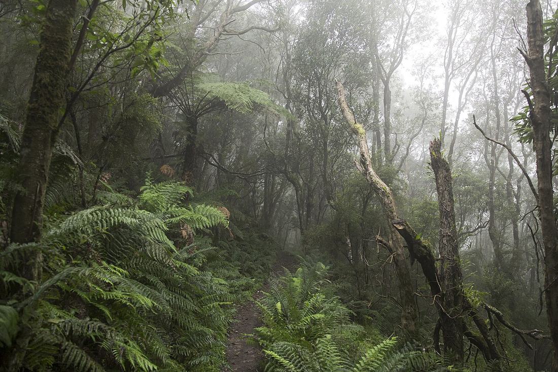 A misty bush track through ferns at Sealers Cove